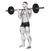 Barbell Curl, peak position