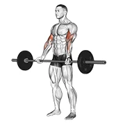 Barbell Curl, start position