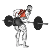 Barbell Row, peak position