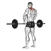 Barbell Shrug, peak position