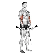 Cable Curl, start position