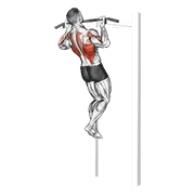 Chin-up, peak position