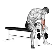Concentration Curl, start position