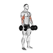 Dumbbell Curl, start position