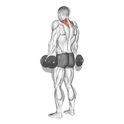 Dumbbell Shrug, peak position