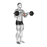 EZ-Bar Curl, peak position
