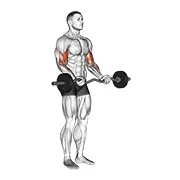 EZ-Bar Curl, start position