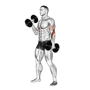 Hammer Curl, peak position