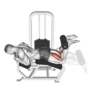 Lying Leg Curl, peak position