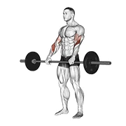 Reverse Curl, start position