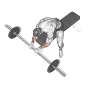 Reverse Wrist Curl, peak position