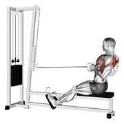 Seated Cable Row, peak position