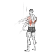 Straight-Arm Pulldown, peak position