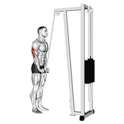 Tricep Pushdown, peak position